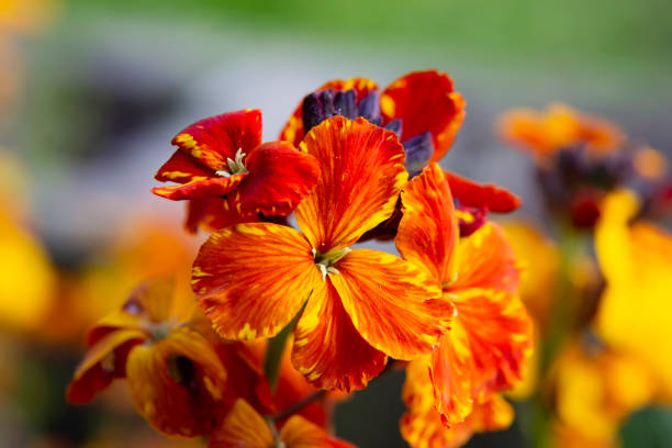 colored spring flowers Amazing colored spring flowers of Erysimum cheiri (Cheiranthus) also known as the Wallflower cheiranthus cheiri stock pictures, royalty-free photos & images