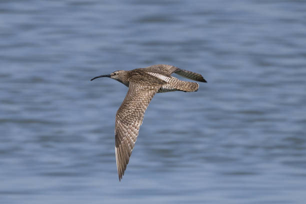 istock Whimbrel flying on the sea. 1491071423