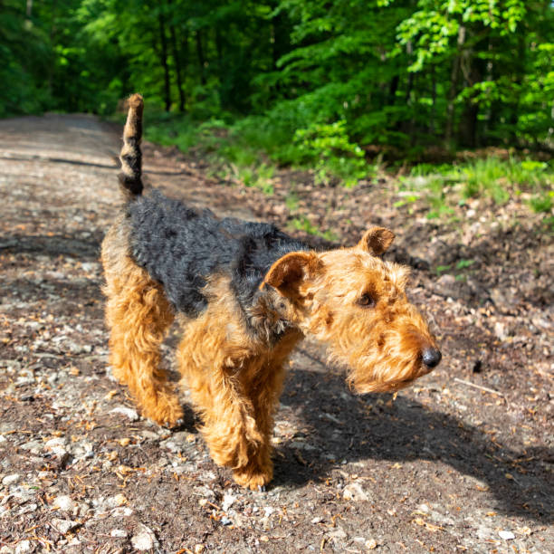 istock cute young terrier on a walk in the forest 1491073224