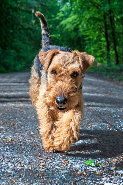 istock cute young terrier on a walk in the forest 1491073255