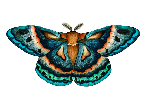 Watercolor blue green moth isolated on white background. Hand painted illustration imperial night butterfly. Insect for the design of stationery, posters, wallpaper.