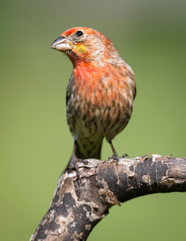 A male House Finch keeps a lookout for danger from above.