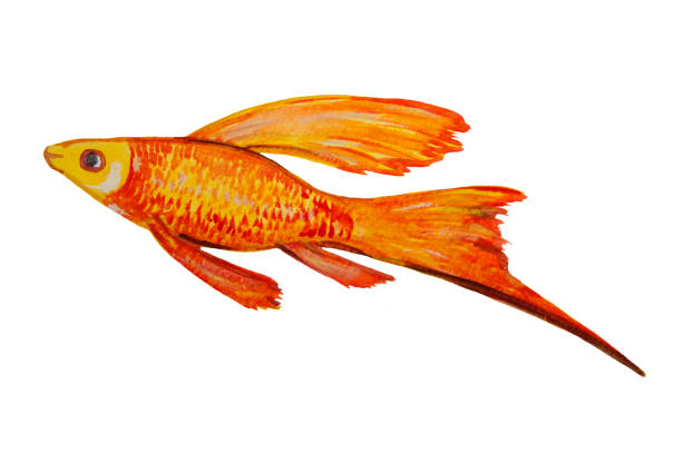 istock Aquarium fish in orange painted in watercolor and isolated on a white background. 1491078126