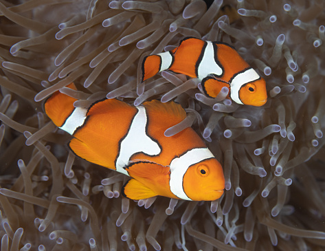 Anemonefish with anemone on a coral reef