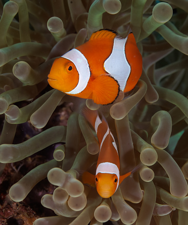 Anemonefish with anemone on a coral reef