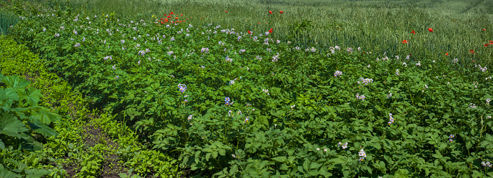 Potato plantation, blooming purple at farmland from above