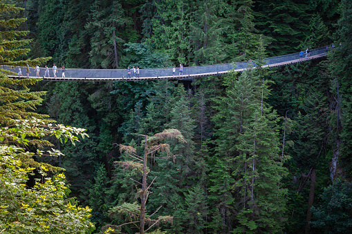 Capilano Bridge, a structure spanning the Capilano River, in the North District of Vancouver, British Columbia, Canada. People crossing the suspension bridge. Its maximum height is 140 meters and 70 meters long. Every year it is visited by 1,200,000 people. Built in 1889 by Scotsman George Grant Mackay, it was completely rebuilt in 1956. - Glimpse of the Capilano Bridge, a suspended structure, in the Northern District of Vancouver, British Columbia, Canada
