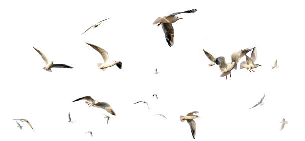 istock flock seagull birds flying on white background 1491081105