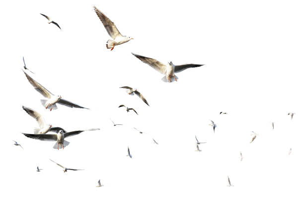 istock flock seagull birds flying on white background 1491081111