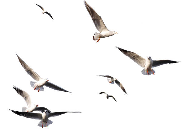 istock flock seagull birds flying on white background 1491081120