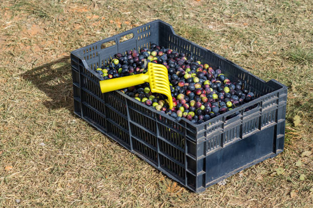 freshly harvested olives in a plastic box on the grass with a rake for harvesting