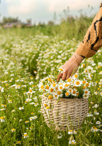 A basket of daisies is in a field with a person holding a basket full of flowers.