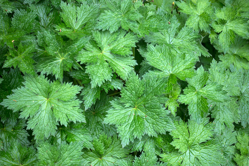 Closeup of wild geranium leaves in the forest