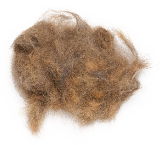 istock A tuft of combed gray cat hair on a white background, top view 1491085963