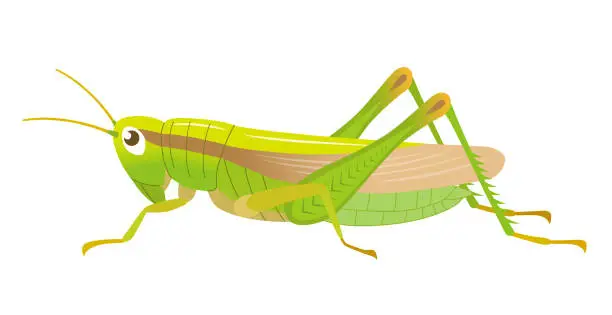 Vector illustration of The locust isolated on white background