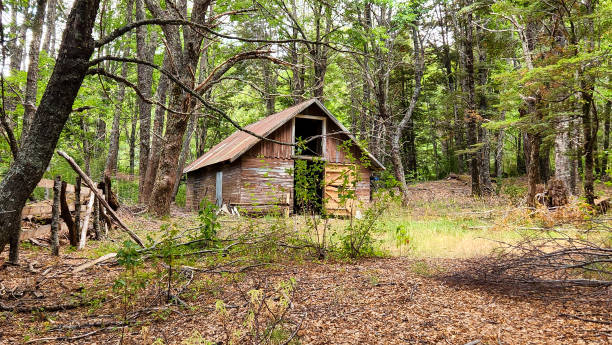 vecchia capanna abbandonata nella foresta - forest hut window autumn foto e immagini stock