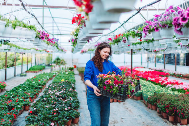 un fleuriste travaille dans un magasin, s’occupant des plantes. petite entreprise florale - garden center flower women plant photos et images de collection