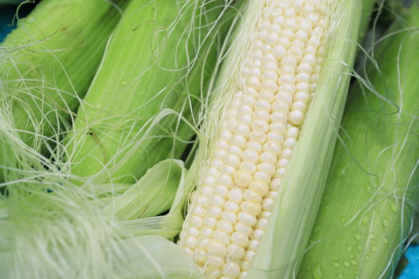 maíz blanco cosechado - white corn fotografías e imágenes de stock