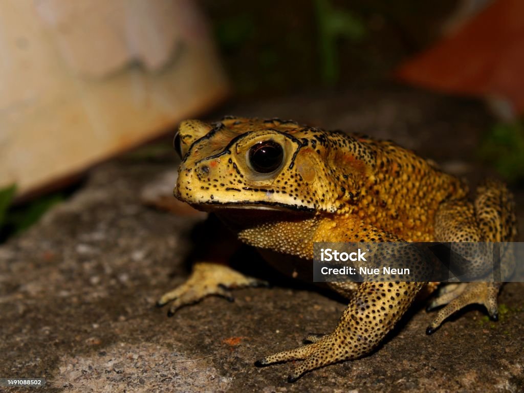 Asian Toad Development Duttaphrynus Melanostictus Commonly Called The Asian Toad Stock Photo ...