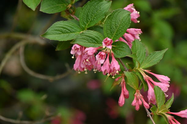 istock Japanese weigela ( Weigela hortensis ) flowers. 1491090353