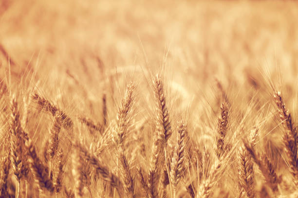 Golden wheat field in summer, ears of wheat closeup