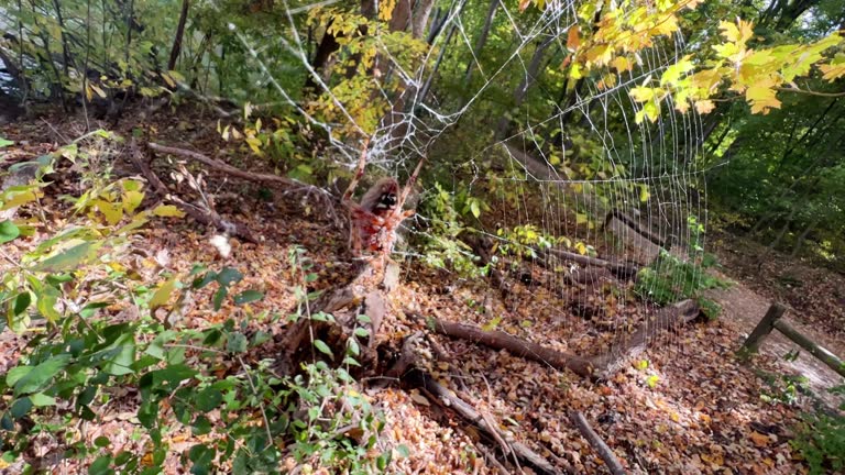 The Wind Rustles the Web of an Orb Weaver Spider in the Woods on a Sunny Day at Radnor State Park in Nashville, TN