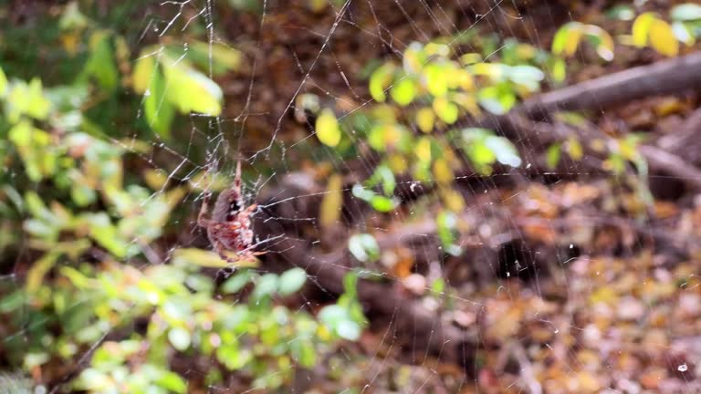 Close-Up Shot of an Orb Weaver Spider Sitting in the Middle of Its Web as the Wind Rustles It at Radnor State Park in Nashville, TN on a Sunny Day