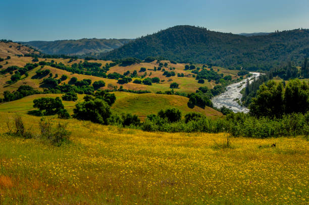 Mustard fields and country road in the foothills of San Luis Obispo, CA