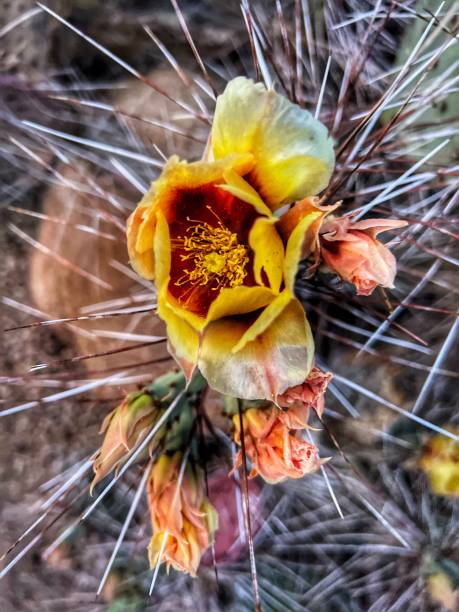 Cactus blossom Superstition wilderness area of Tonto National Forest in Arizona sonoran desert cactus prickly pear cactus single flower stock pictures, royalty-free photos & images