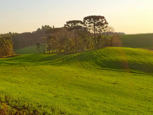 Beautiful landscapes in the interior of Santa Catarina, with its mountains, plantations, pastures, coniferous tree, and other beauties. Photo taken in Campo Alegre, Santa Catarina, Brazil.