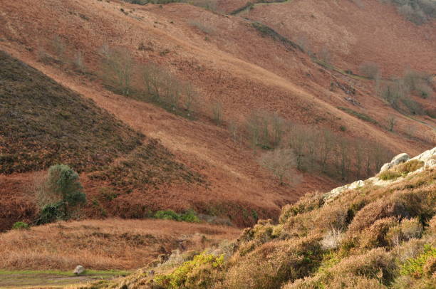 istock Winter fern landscape, Jersey. 149109411