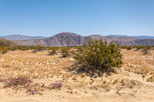 Borrego Springs, CA, USA - April 24, 2023: Purple flowers and Yellow flowered green bushes under blue sky in Anza-Borrego sandy desert landscape. Brown rocky mountain range on horizon