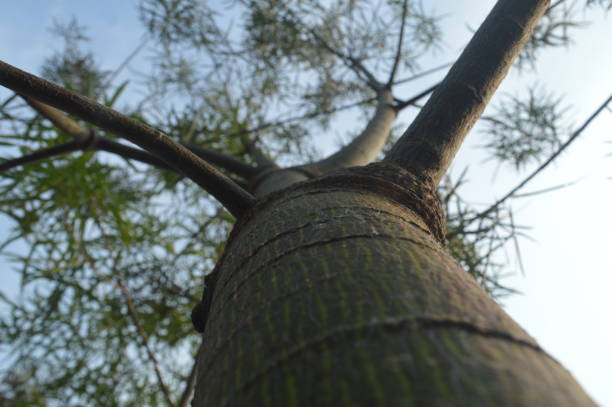 selective focus, kurrajong tree from below against blue sky, leaves and trunk of kurrajong tree or with scientific name Brachychiton rupestris.