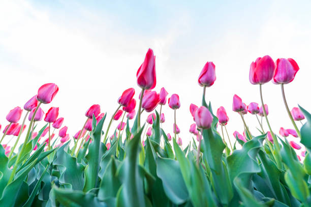 istock Beautiful tulips are in full bloom 1491096390