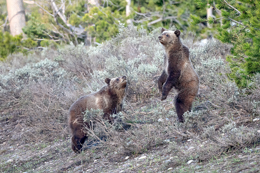 Yearling Grizzly bear cubs on the look out with one standing in the Yellowstone Ecosystem in western USA, North America. Nearest cities are Denver, Colorado, Salt Lake City, Moose, Moran, Jackson, Wyoming, Gardiner, Cooke City, Bozeman and Billings, Montana.