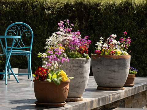 Colourful spring flowers in outdoor pots with blue chair