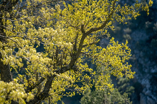 Photo of oak tree with green leaves in mountain range. No people are seen in frame. Shot under daylight.