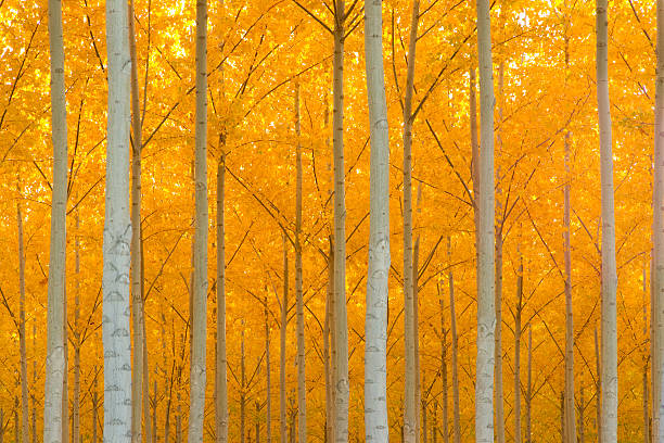istock Autumn Growth Tree Forest Alive with Full Fall Yellow Color 149109920
