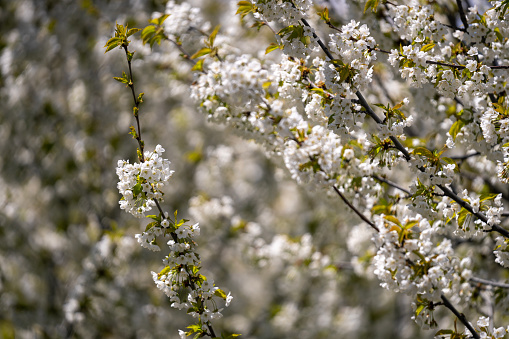 Photo of white apple tree flowers on tree branches. The background is blurred. No people are seen in frame.