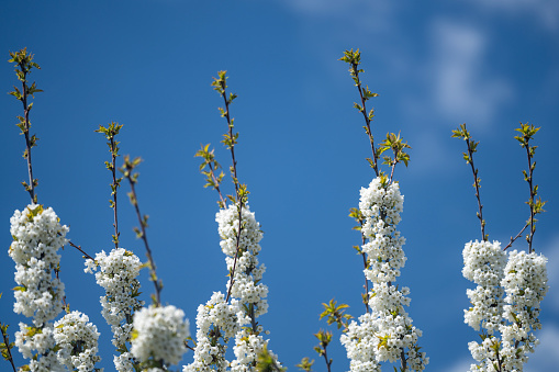 White baby's breath flowers arranged blue backdrop. Selective focus. Shallow depth of field. Copyright for your text.