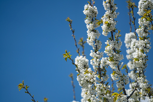 Photo of white apple tree flowers on tree branches. The background is blue sky. No people are seen in frame.