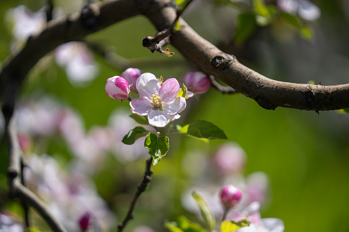 Photo of white apple tree flowers on tree branches. The background is blurred. No people are seen in frame.