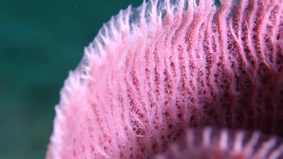 Pink Tube Sponge Macro