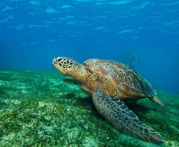 istock enormous sea turtle in gulf 149110119