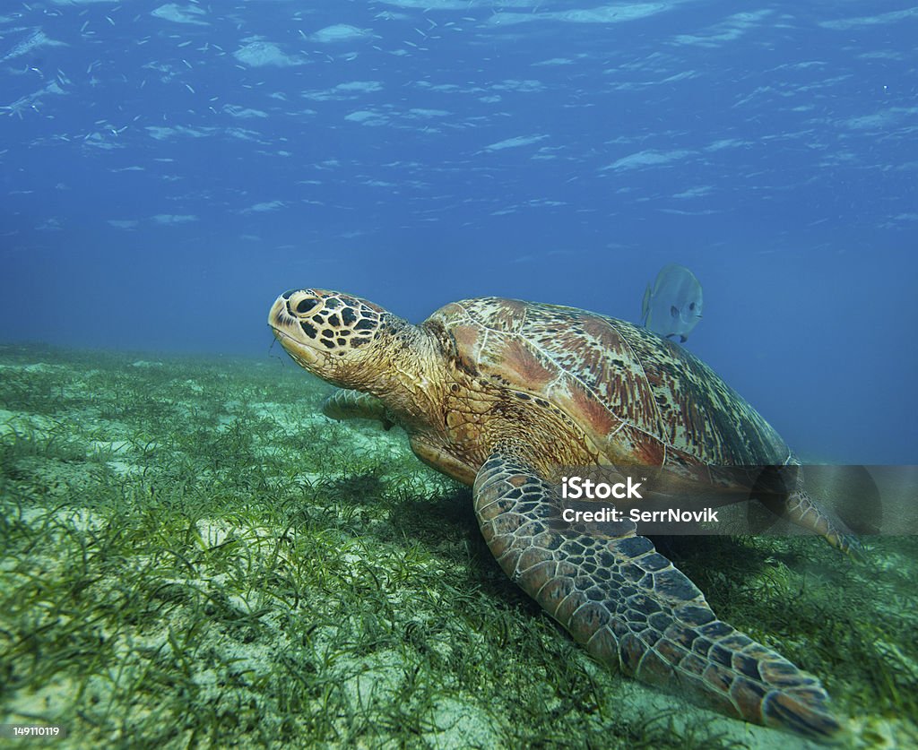 enormous sea turtle in gulf big sea turtle on the seaweed bottom on Philippines Seaweed Stock Photo