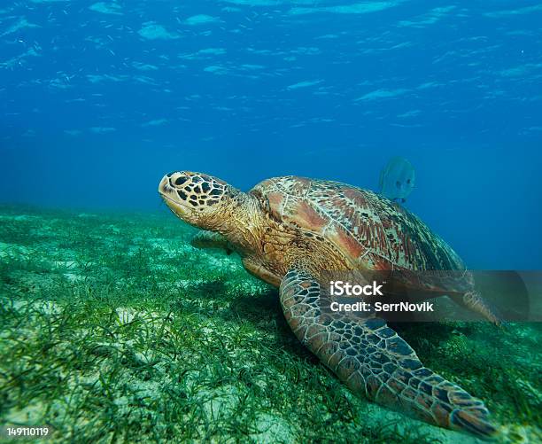 Enormous Sea Turtle In Gulf Stock Photo - Download Image Now - Seaweed, Tortoise, Animal