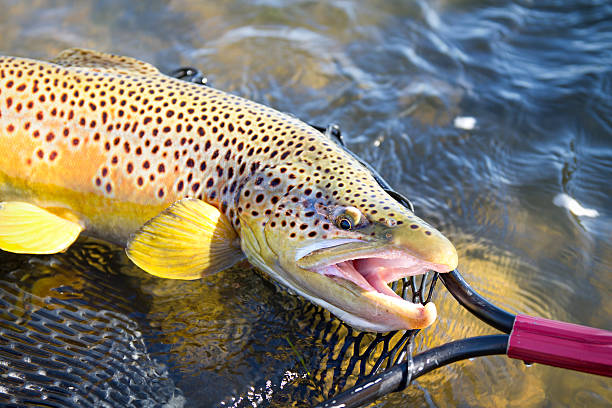 bela truta marisca em rede - fly fishing trout brown trout fishing imagens e fotografias de stock