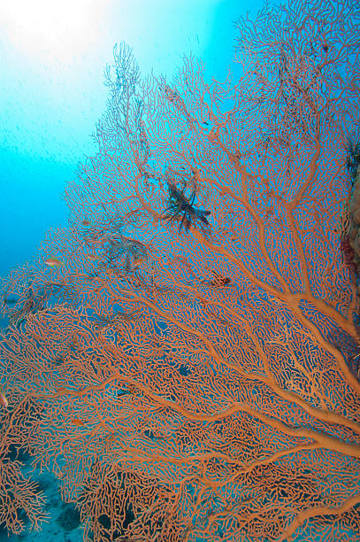 istock Gorgonian fan coral on a tropical reef 149110468