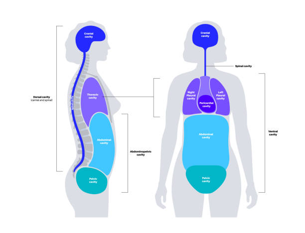 ilustrações, clipart, desenhos animados e ícones de cartaz de cavidades corporais - thoracic vertebrae