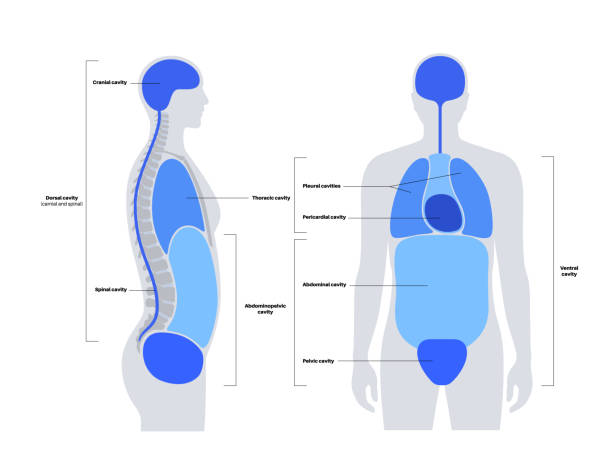 60+ Mediastinum Stock Illustrations, Royalty-Free Vector Graphics